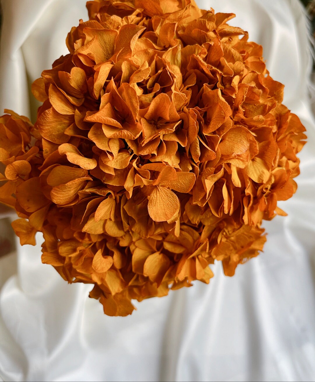 Big petal preserved hydrangea terracota , Diy resin, jewelery, wedding and home decoration