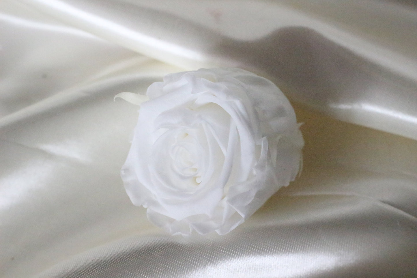 Pack of 8 Preserved rose White pure size L 5-6cm, decoration de mariage, DIY jewelry