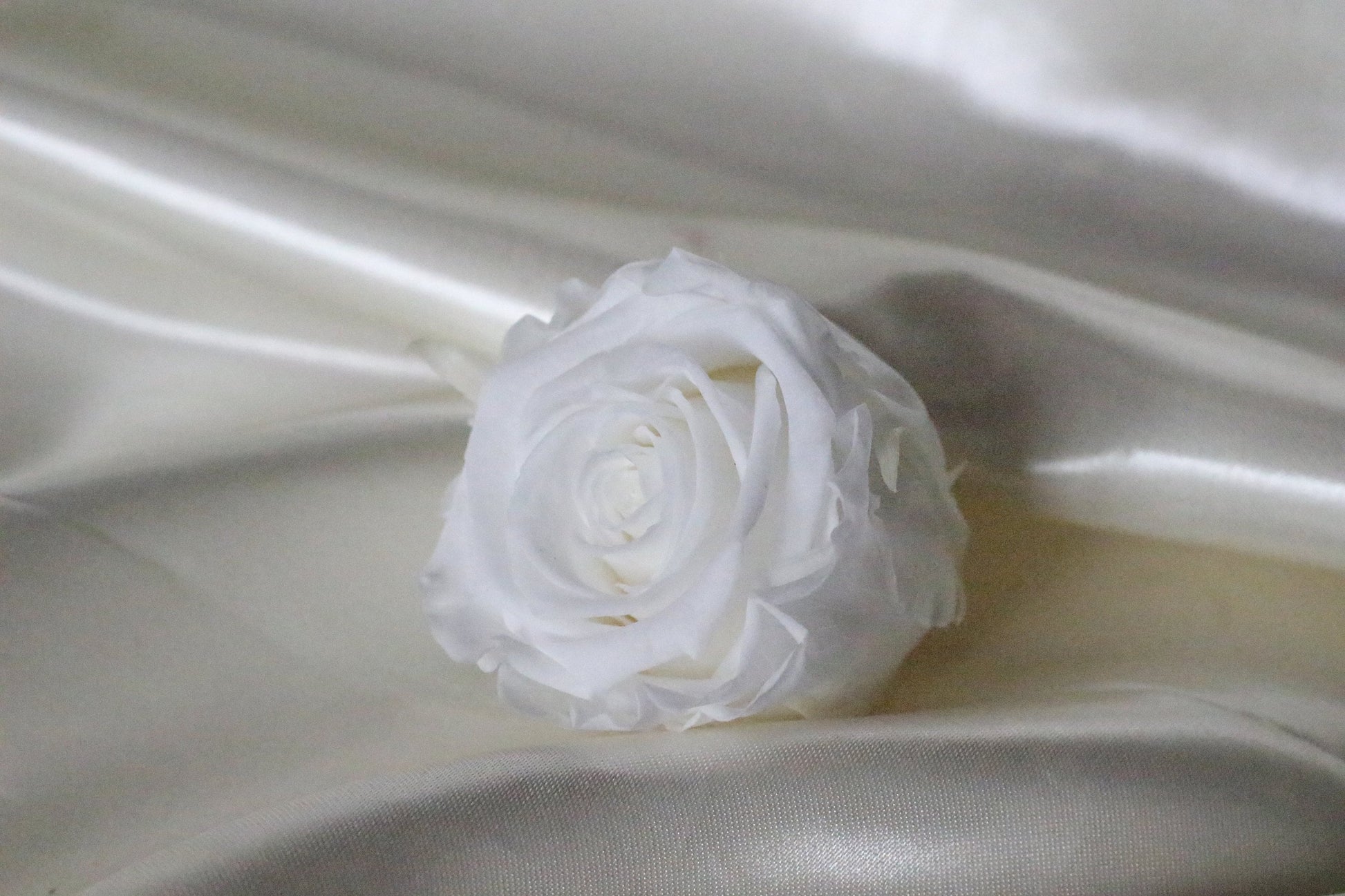 Pack of 8 Preserved rose White pure size L 5-6cm, decoration de mariage, DIY jewelry