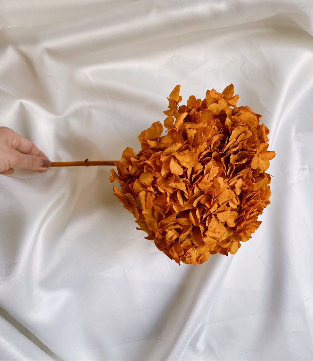Big petal preserved hydrangea terracota , Diy resin, jewelery, wedding and home decoration