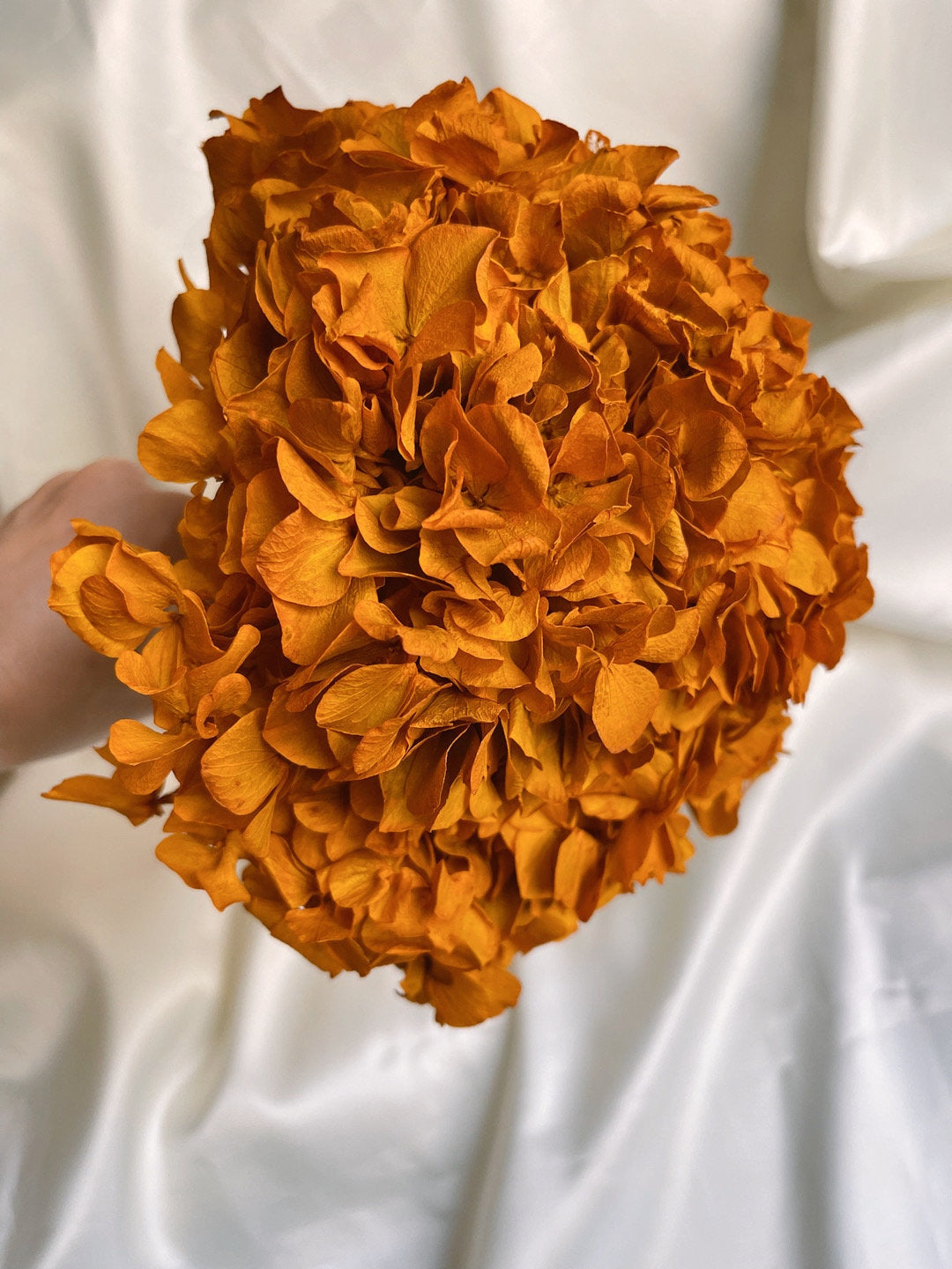 Big petal preserved hydrangea terracota , Diy resin, jewelery, wedding and home decoration