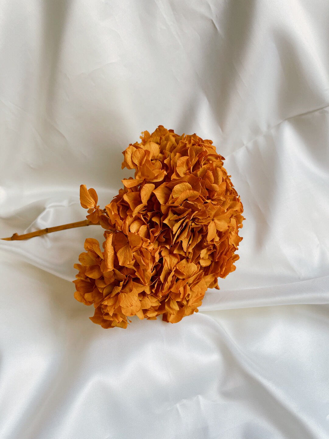Big petal preserved hydrangea terracota , Diy resin, jewelery, wedding and home decoration