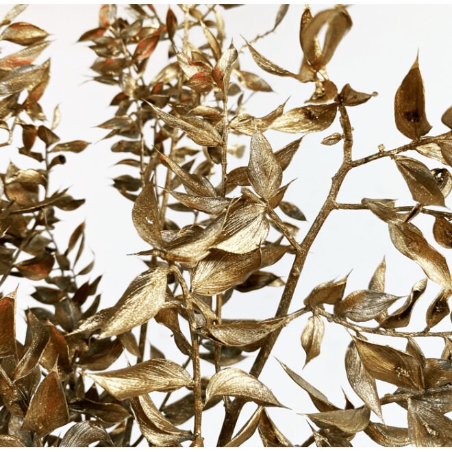 Preserved Metallic Golden Italian Ruscus, gold ruscus, ruscus door decoration H60-80cm