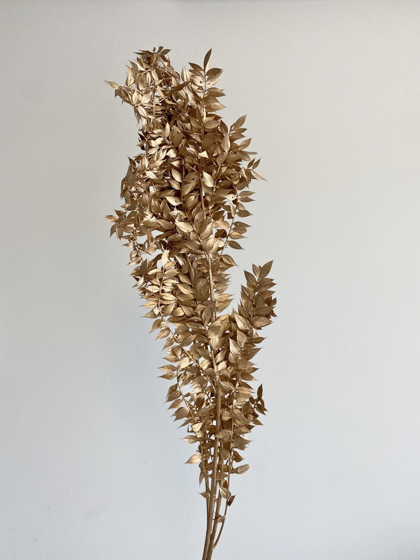 Preserved Metallic Golden Italian Ruscus, gold ruscus, ruscus door decoration H60-80cm