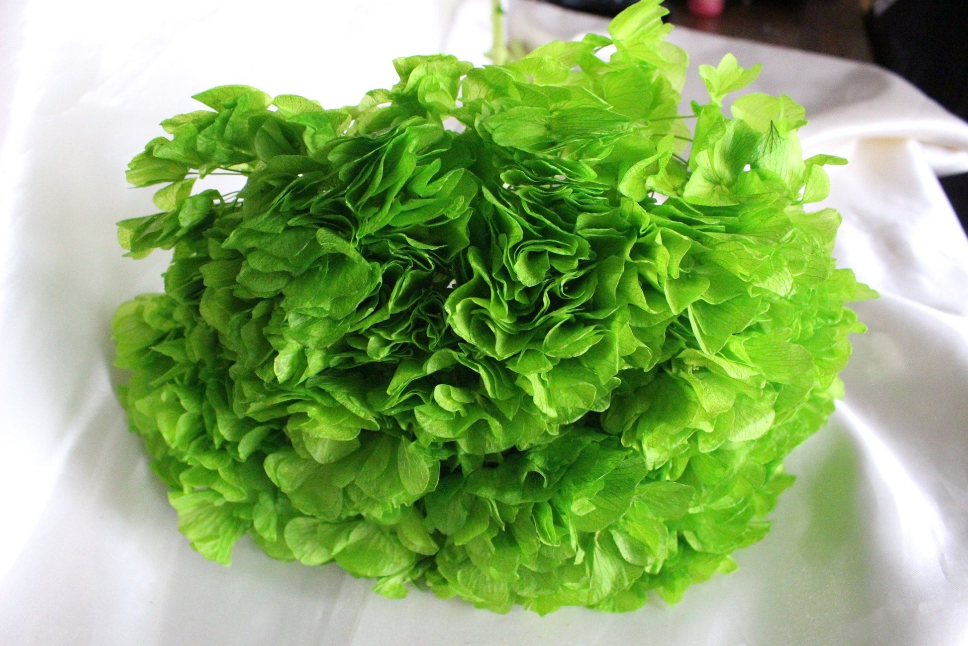 Big petal preserved hydrangea green grass neon , Diy resin, jewelery, wedding and home decoration