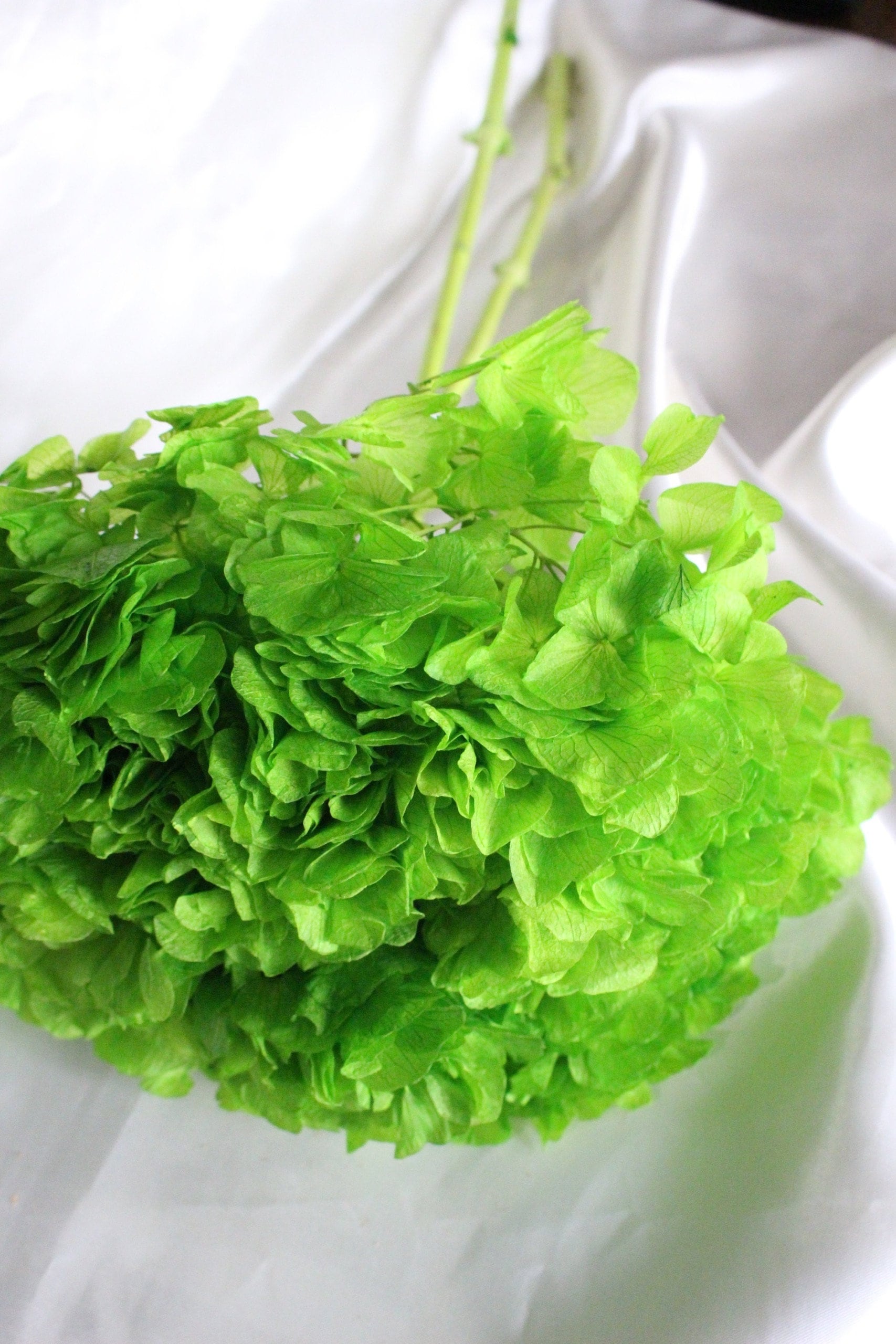Big petal preserved hydrangea green grass neon , Diy resin, jewelery, wedding and home decoration