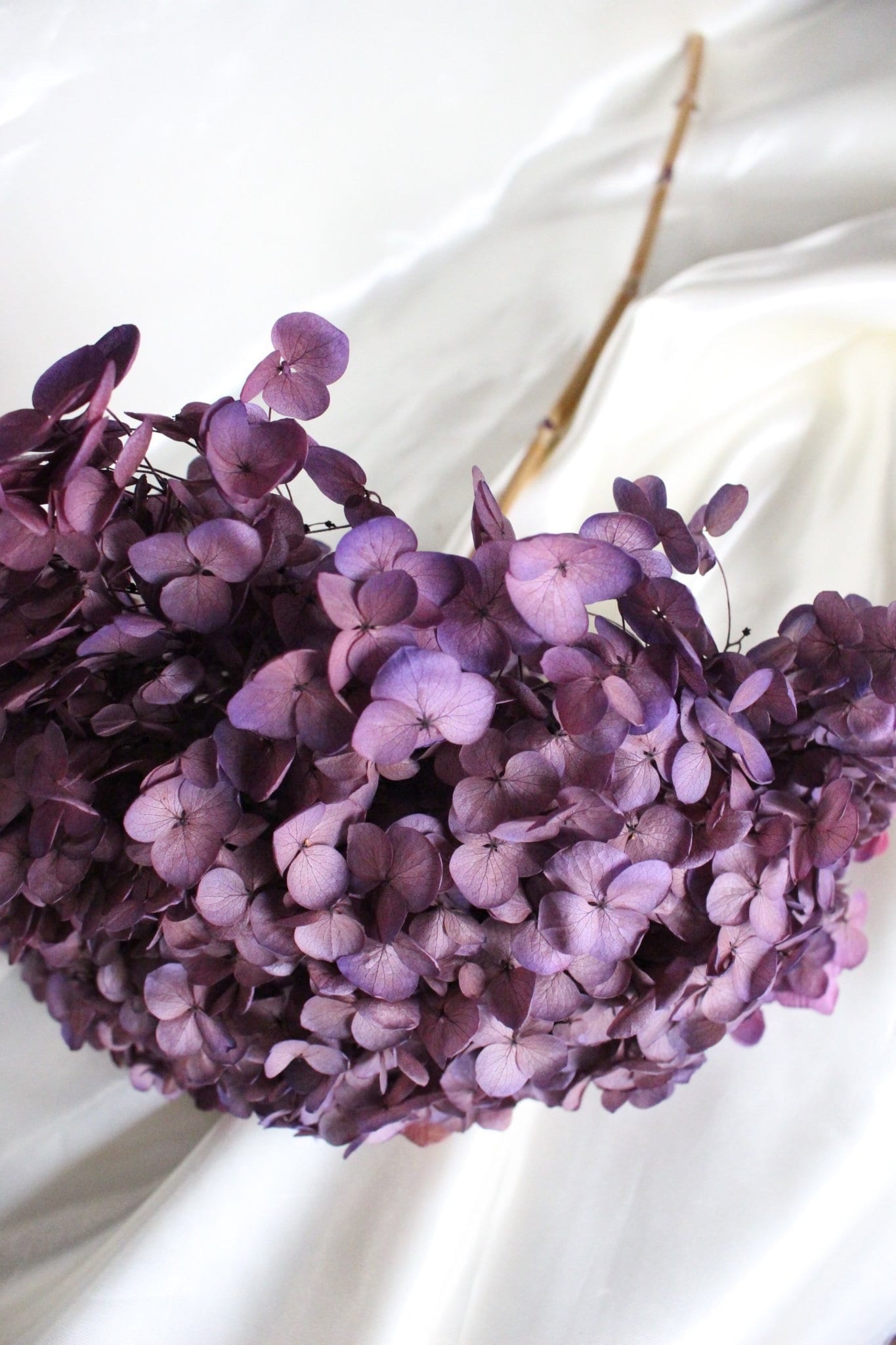 Preserved hydrangea sweet violet D20cm-22cm, hortensia, decoration de mariage