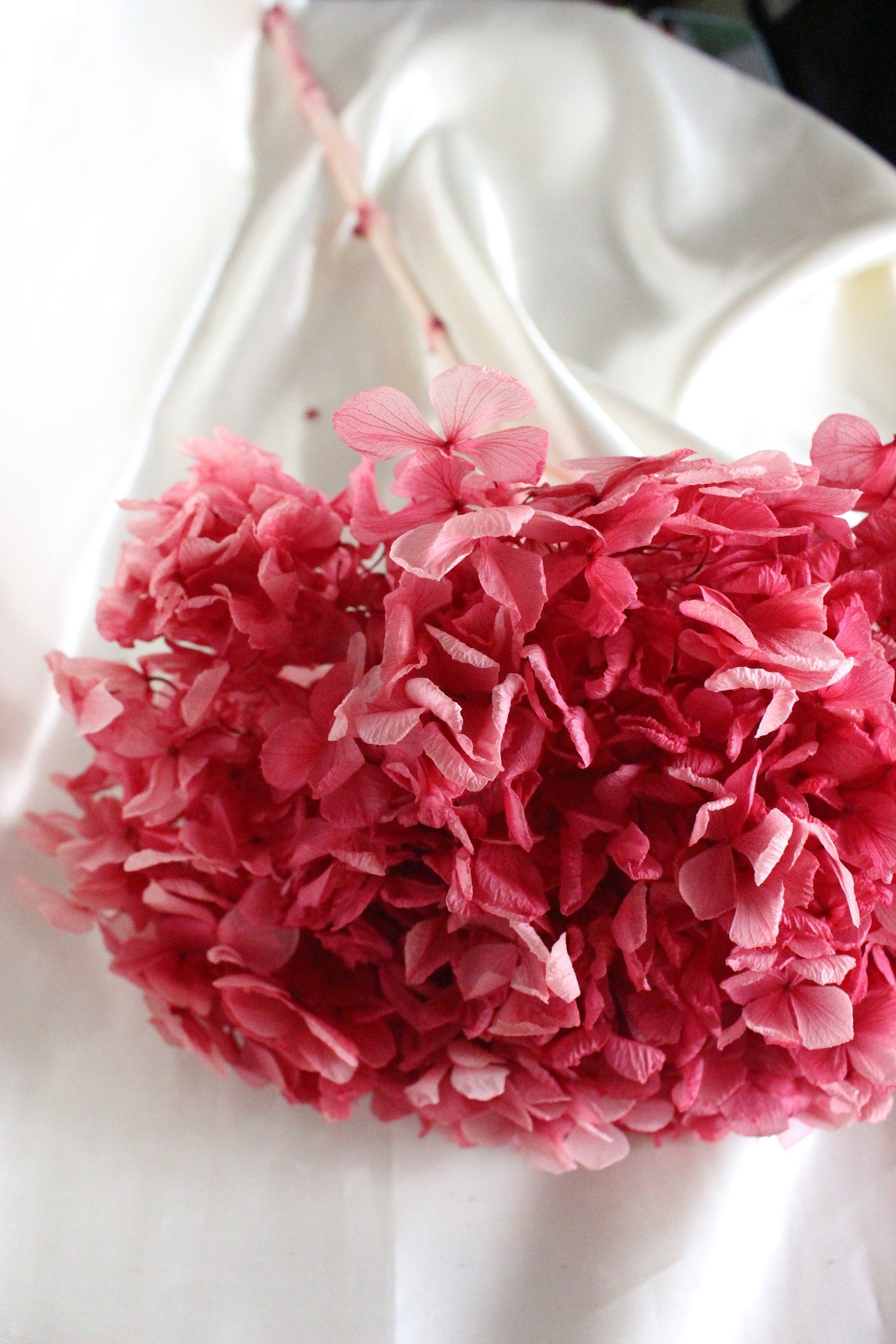 Big petal bicolored pink Preserved hydrangea, hortensia, bridal flower