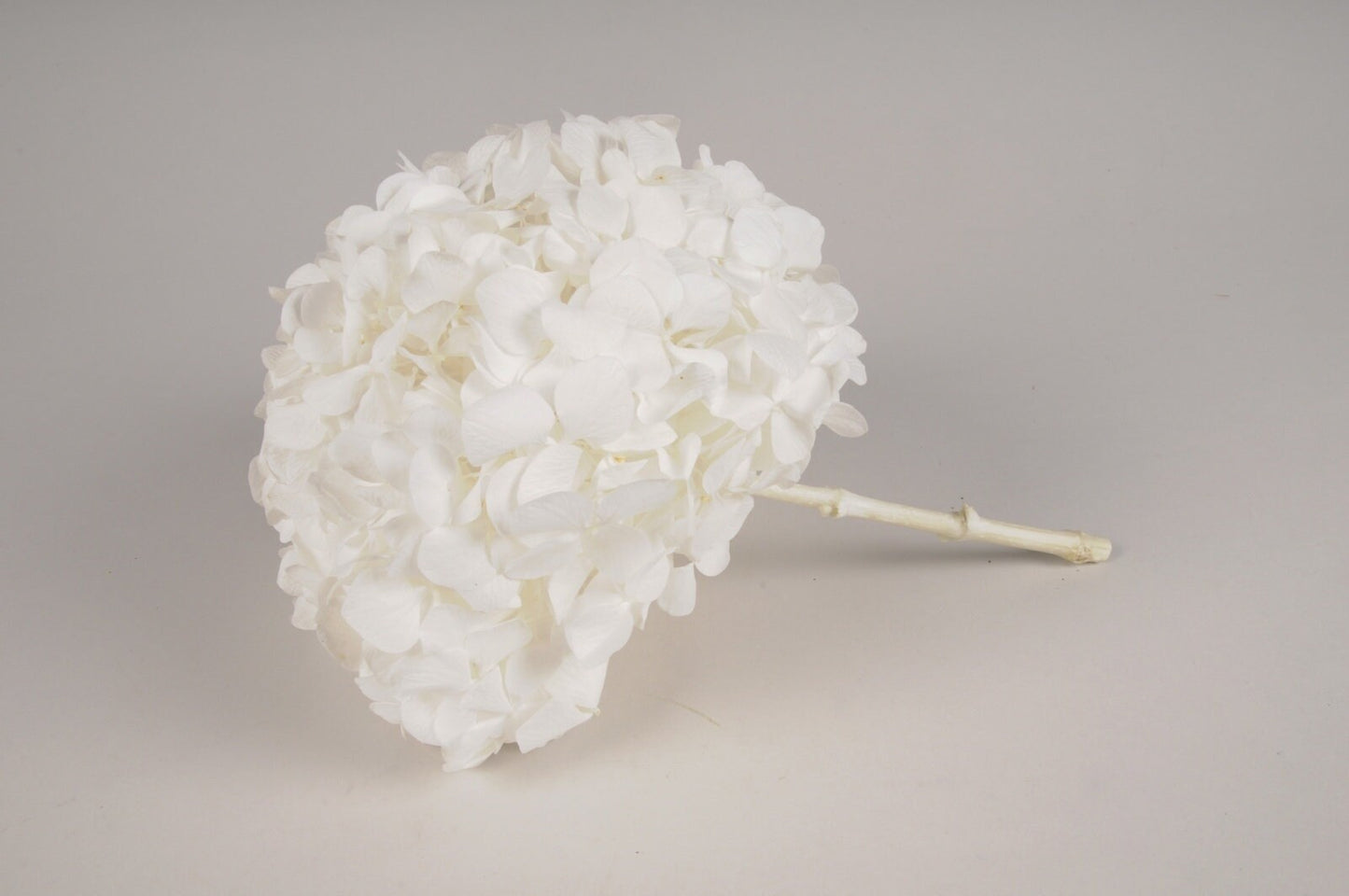 Premium quality - Big petal White Preserved hydrangea KIARA, bridal flower, Hortensia pure blanc, jewellery resin DIY tool
