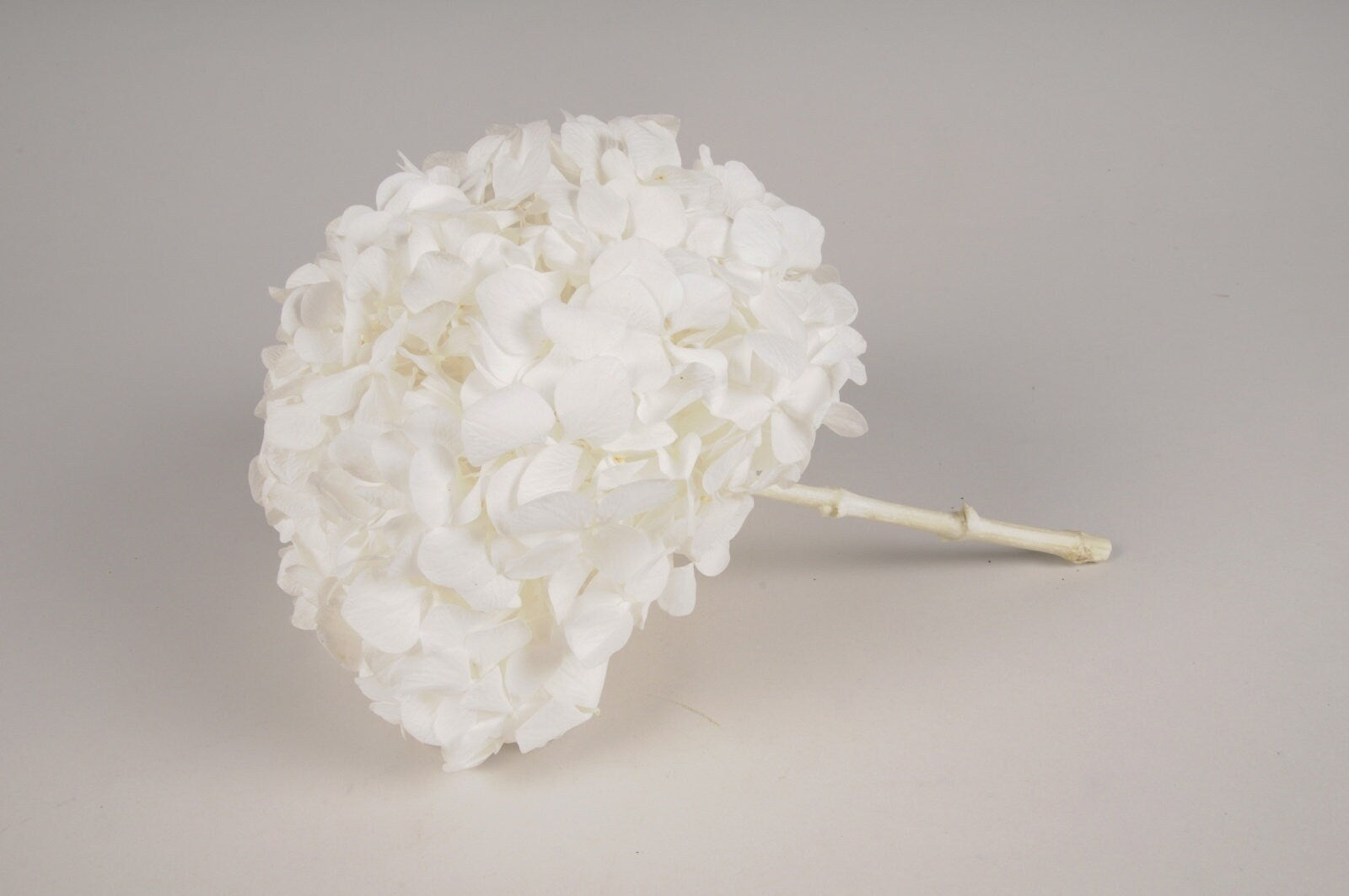 Premium quality - Big petal White Preserved hydrangea KIARA, bridal flower, Hortensia pure blanc, jewellery resin DIY tool
