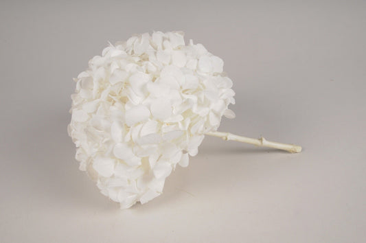 Premium quality - Big petal White Preserved hydrangea KIARA, bridal flower, Hortensia pure blanc, jewellery resin DIY tool