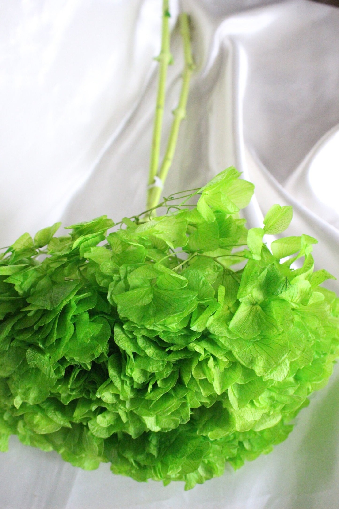 Big petal preserved hydrangea green grass neon , Diy resin, jewelery, wedding and home decoration