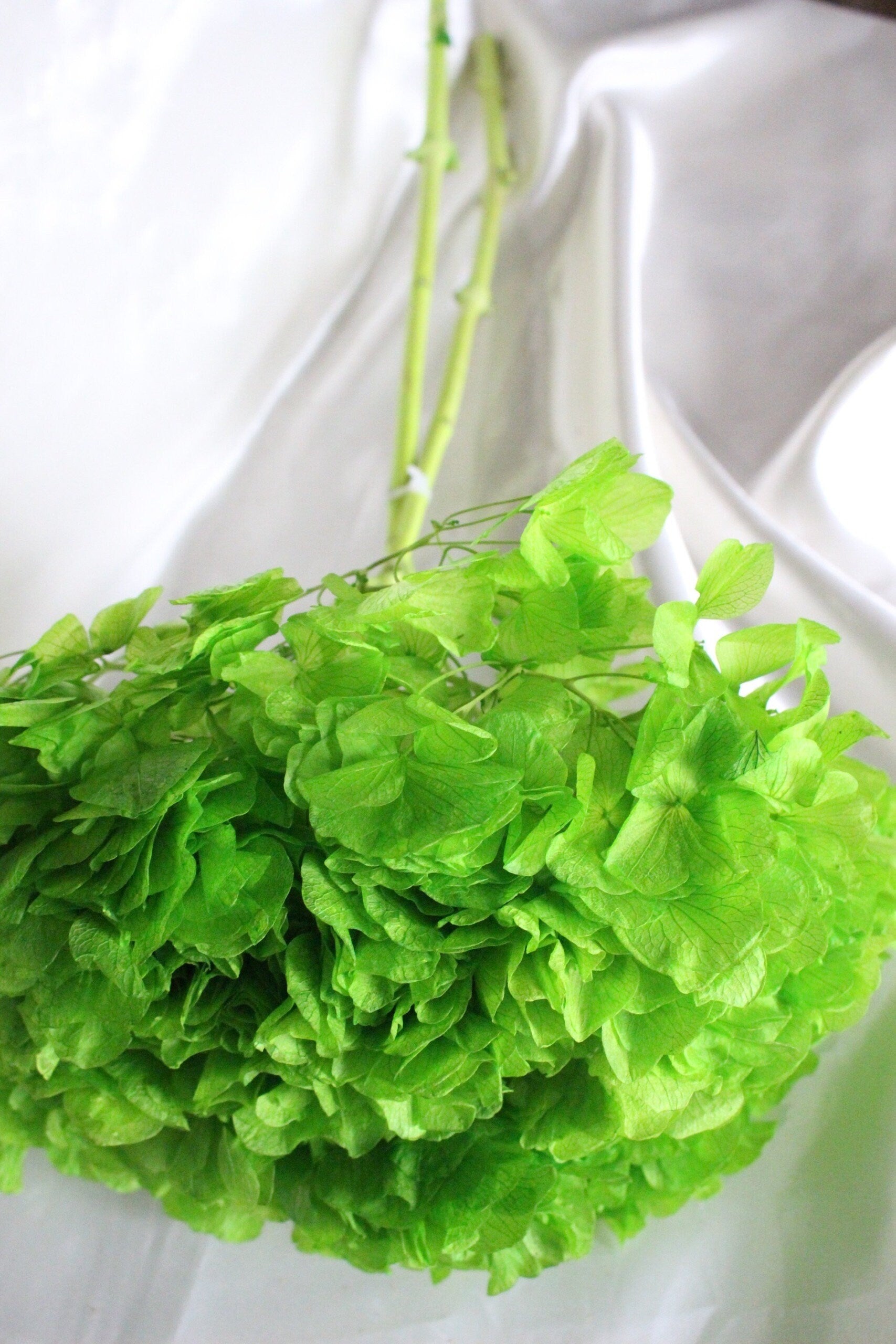 Big petal preserved hydrangea green grass neon , Diy resin, jewelery, wedding and home decoration