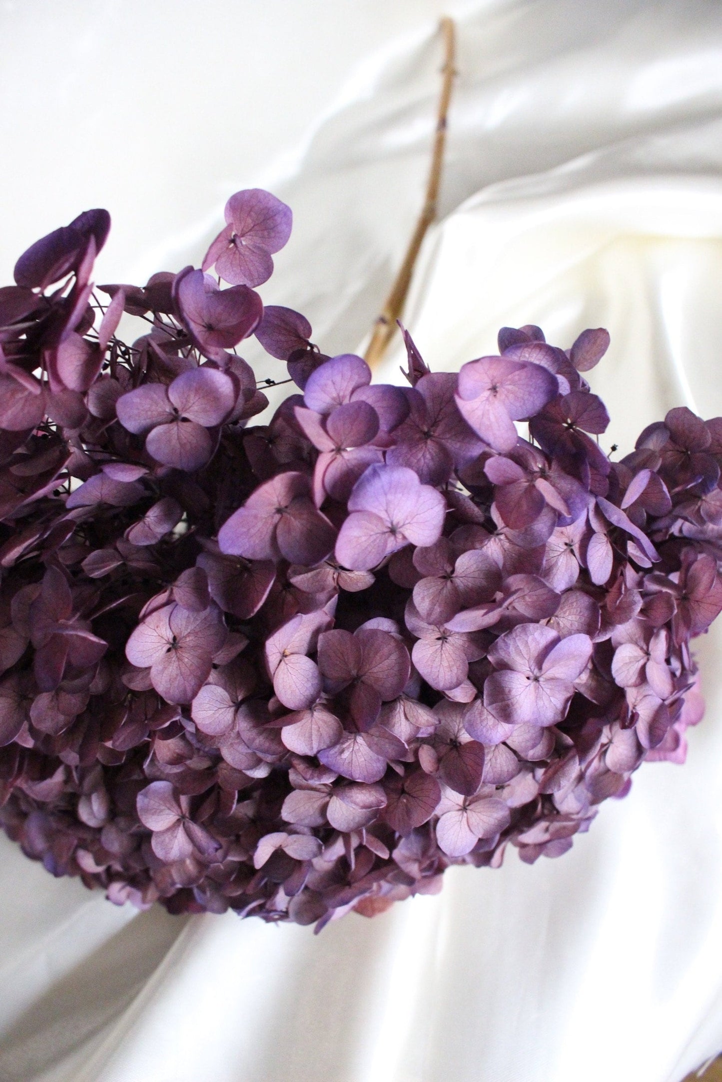 Preserved hydrangea sweet violet D20cm-22cm, hortensia, decoration de mariage