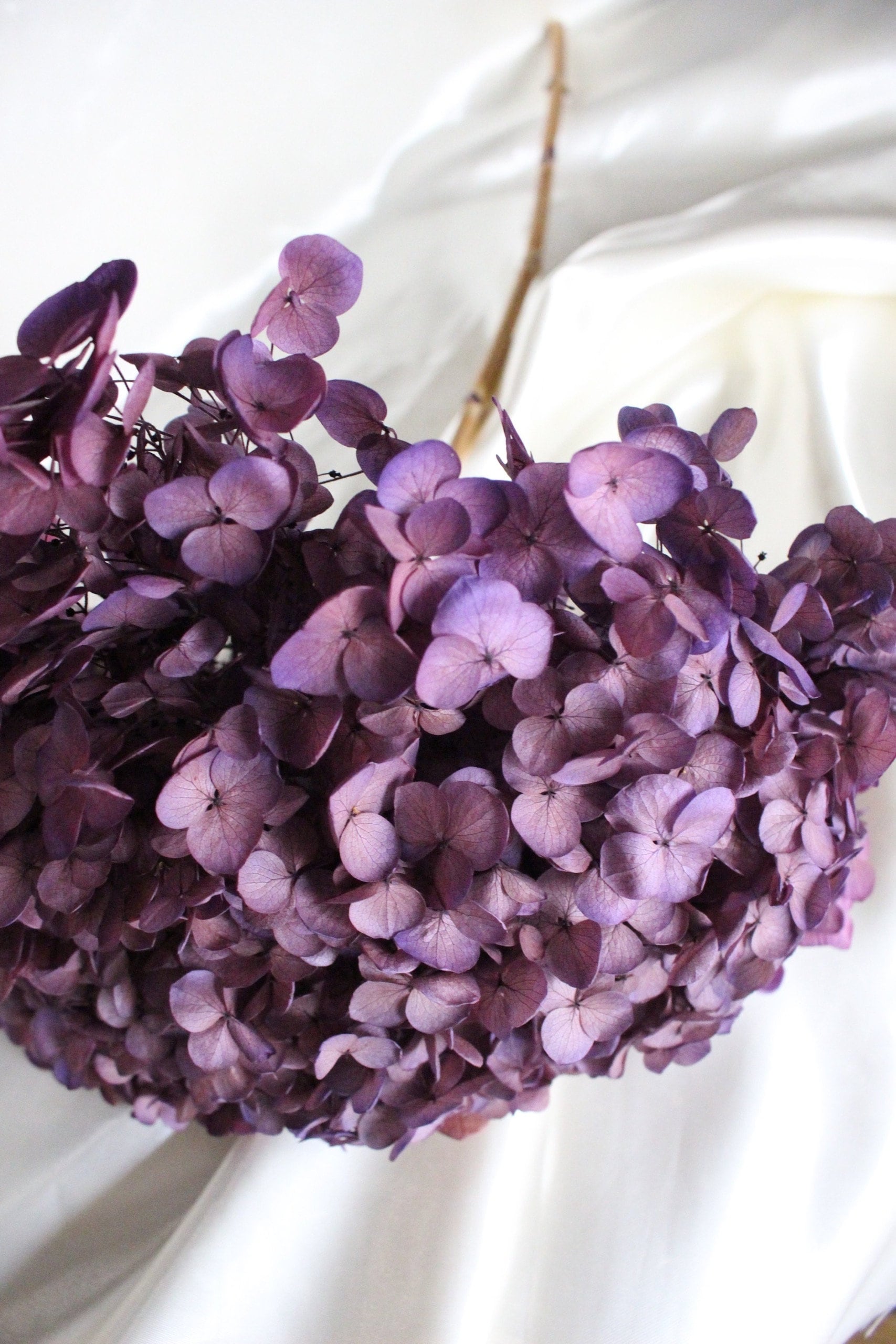 Preserved hydrangea sweet violet D20cm-22cm, hortensia, decoration de mariage