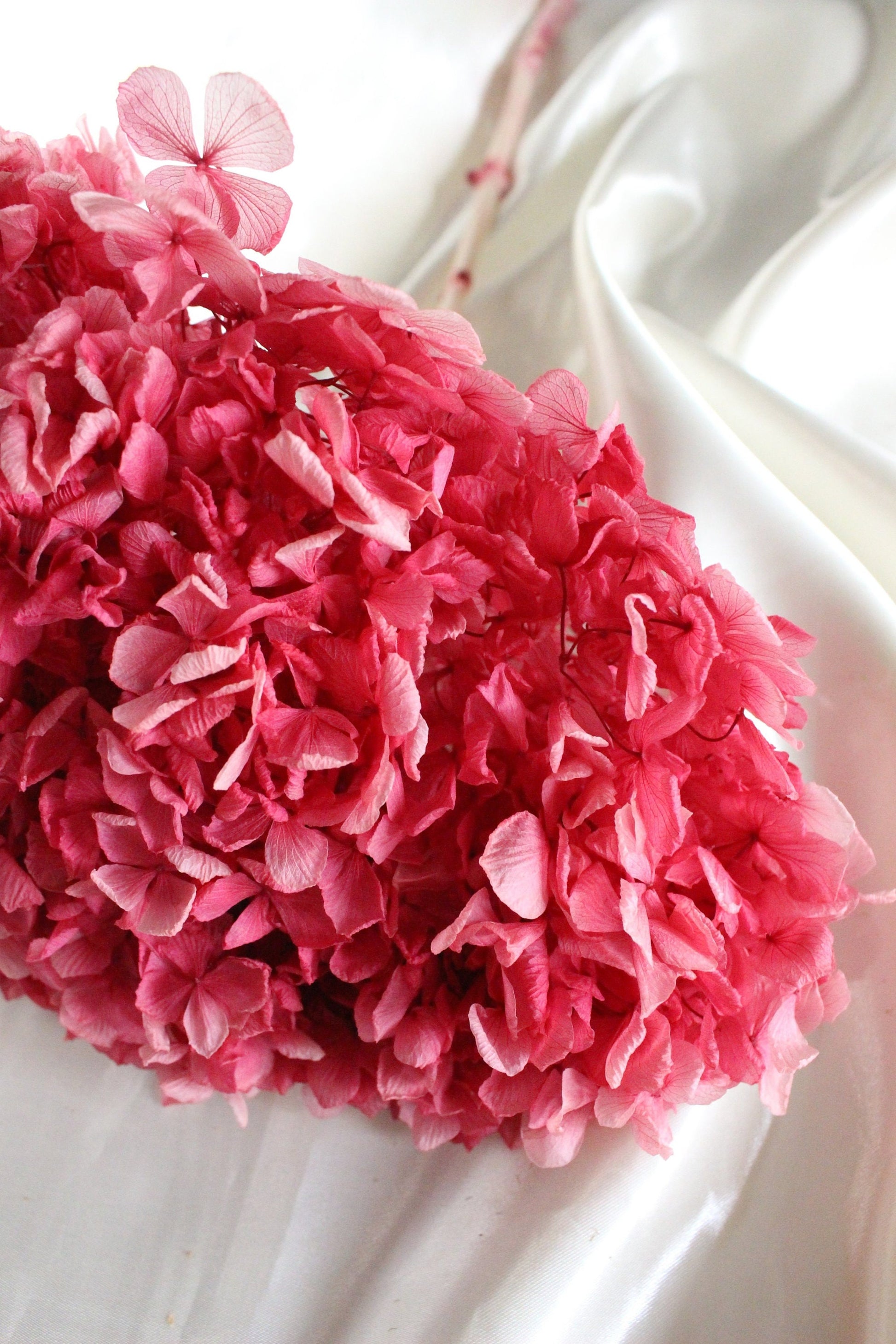 Big petal bicolored pink Preserved hydrangea, hortensia, bridal flower