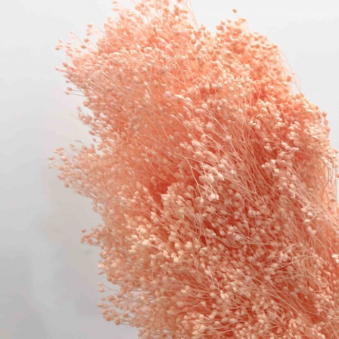 Preseved Broom bloom rose 100g bunch, preseved flower, decoration