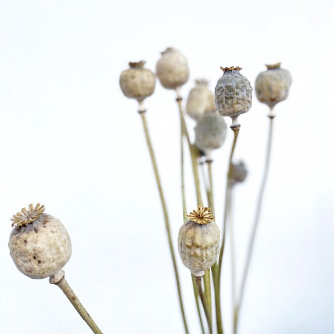 popy for decoration, dried flower home decoration rustique 10 branches per bunch