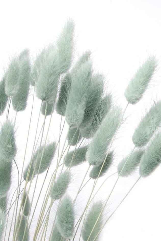 Bouquet Lagurus light blue grey, queue de lapin séché, mini pampas, dried flower