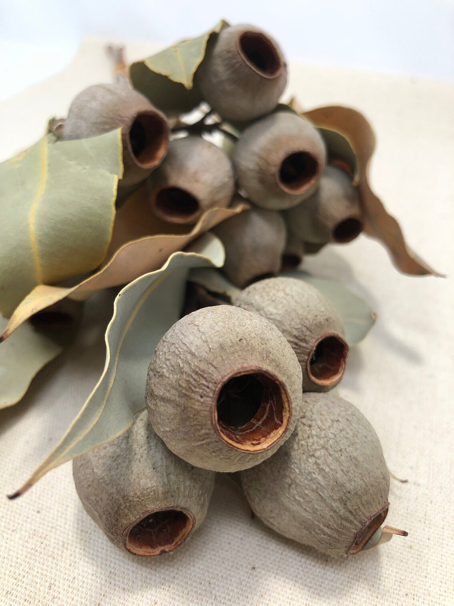 Natural Bellgum with Leaves ,dried eucalyptus flower, flower arrangement home decoration