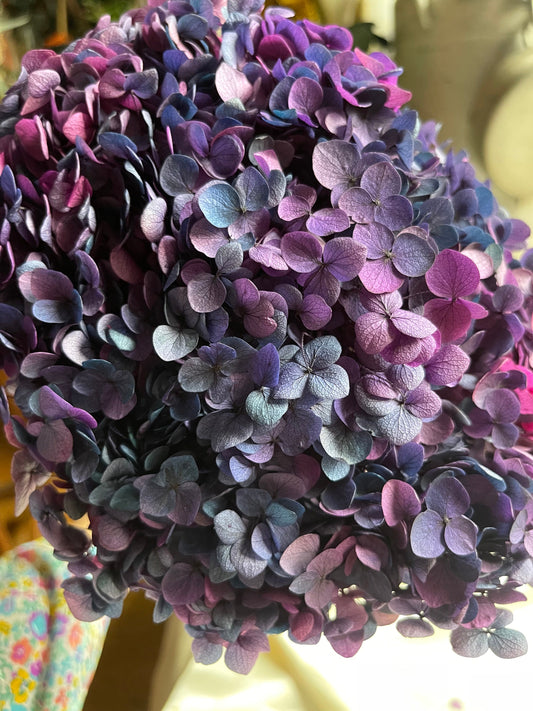 Preserved hydrangea big size 20cm diameter retro Sunset gradient Orange mix yellow color