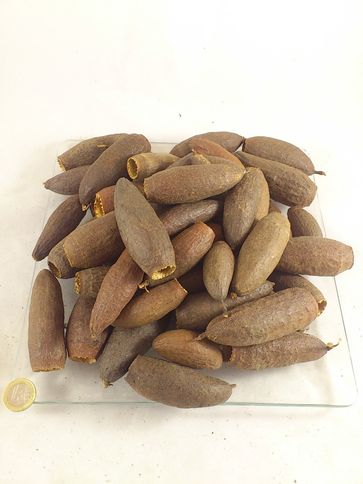 Jequitiba, fleur séché, home decoration rustique