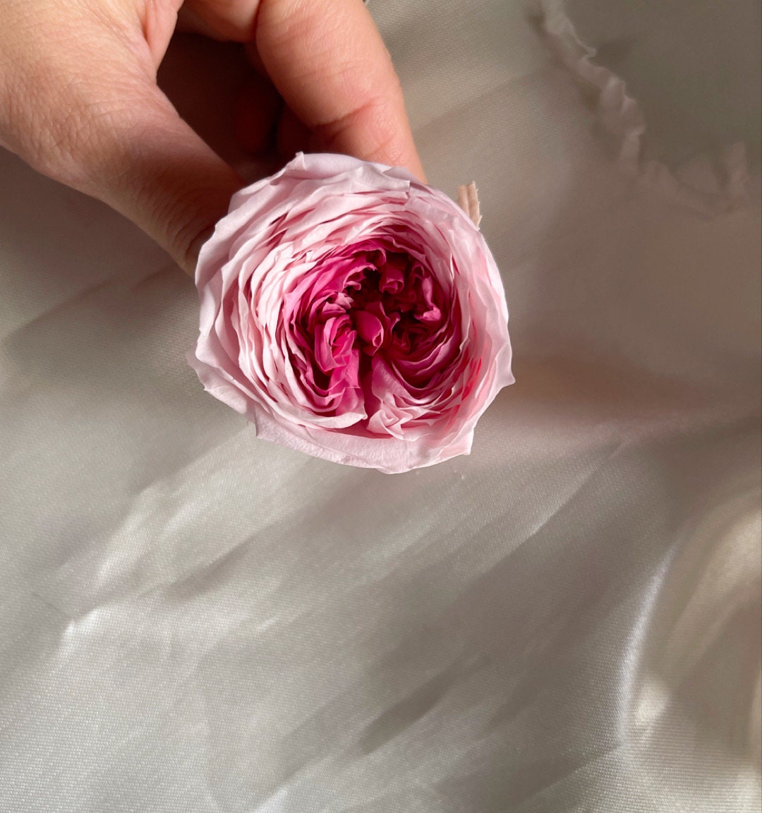 Pack of 8 Preserved rose White pure size L 5-6cm, decoration de mariage, DIY jewelry