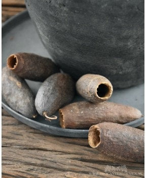 Jequitiba, fleur séché, home decoration rustique