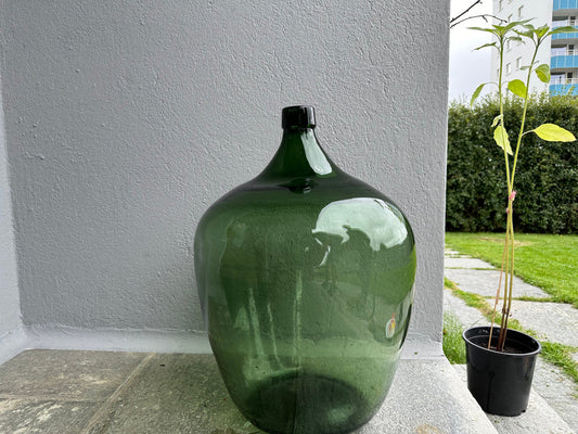 Rare huge Demijohn carboy 30L dark green moss Alsacien dame jeanne cicara 1900s , saber neck