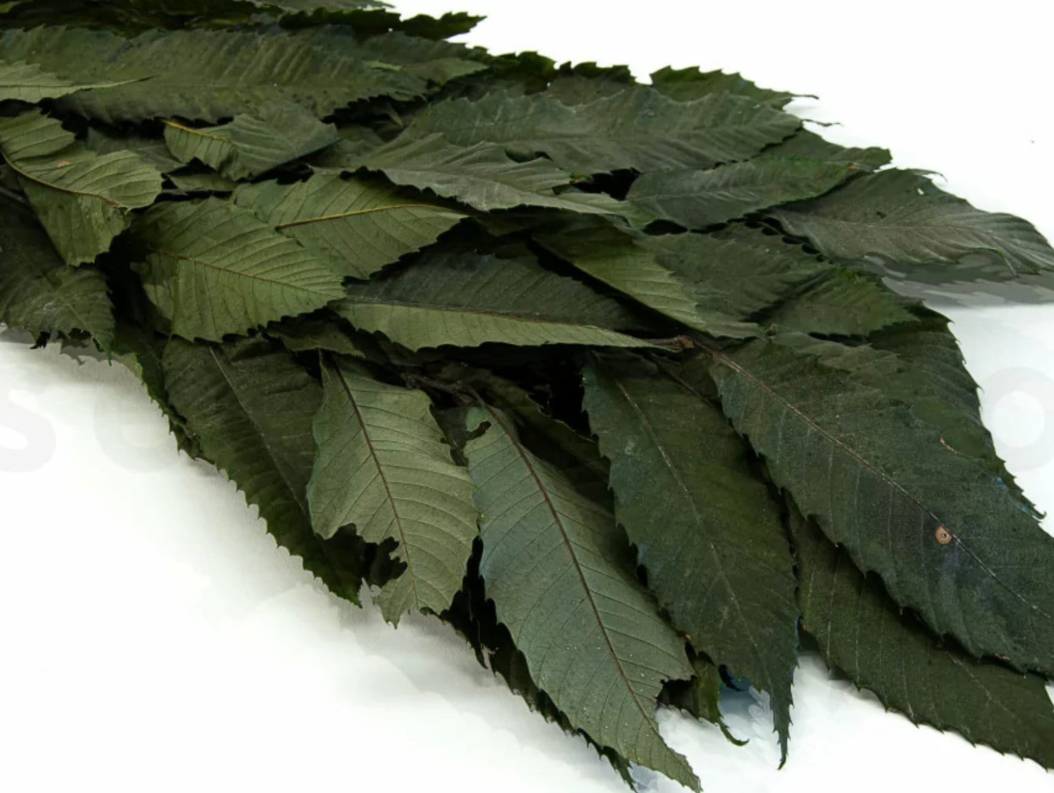 Preserved green chestnut, feuille de châtaign stabilisé, greenery, preserved foliage 110-130g/bunch