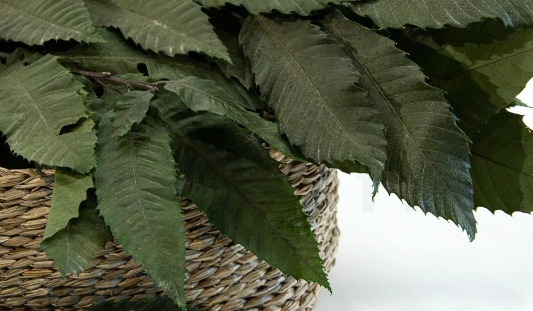 Preserved green chestnut, feuille de châtaign stabilisé, greenery, preserved foliage 110-130g/bunch