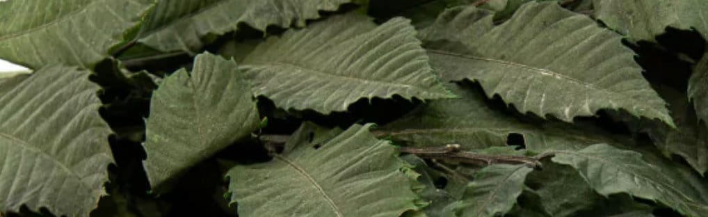 Preserved green chestnut, feuille de châtaign stabilisé, greenery, preserved foliage 110-130g/bunch