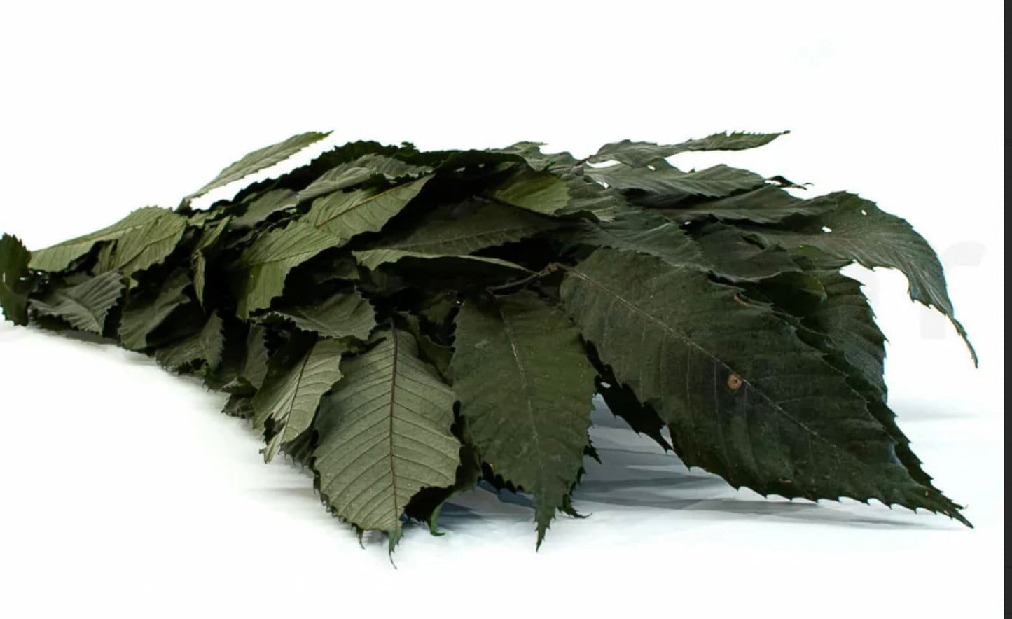 Preserved green chestnut, feuille de châtaign stabilisé, greenery, preserved foliage 110-130g/bunch