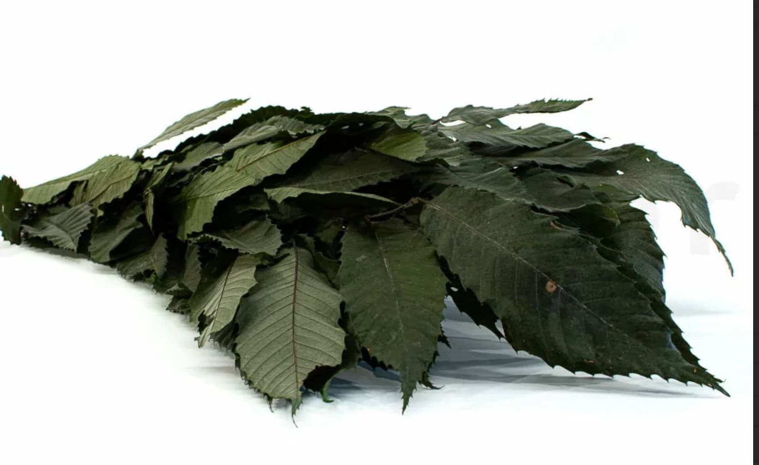 Preserved green chestnut, feuille de châtaign stabilisé, greenery, preserved foliage 110-130g/bunch