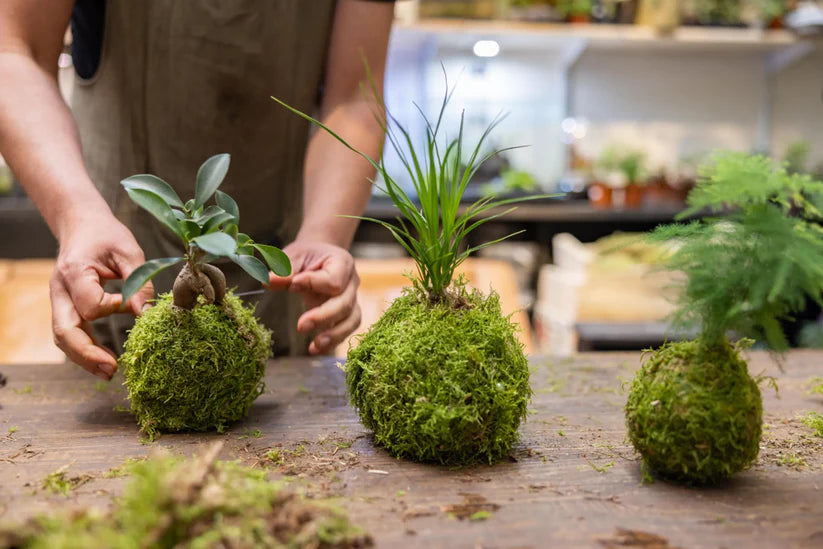 KOKEDAMA Moss Ball Making Workshop