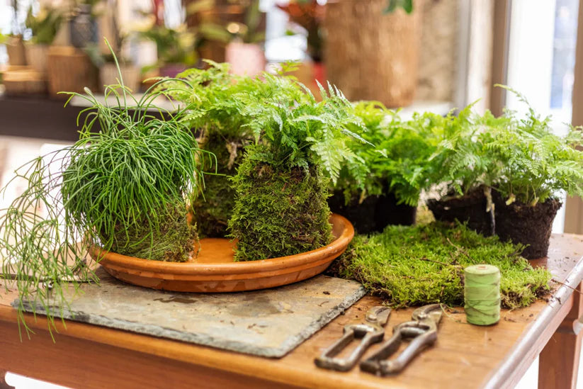 KOKEDAMA Moss Ball Making Workshop