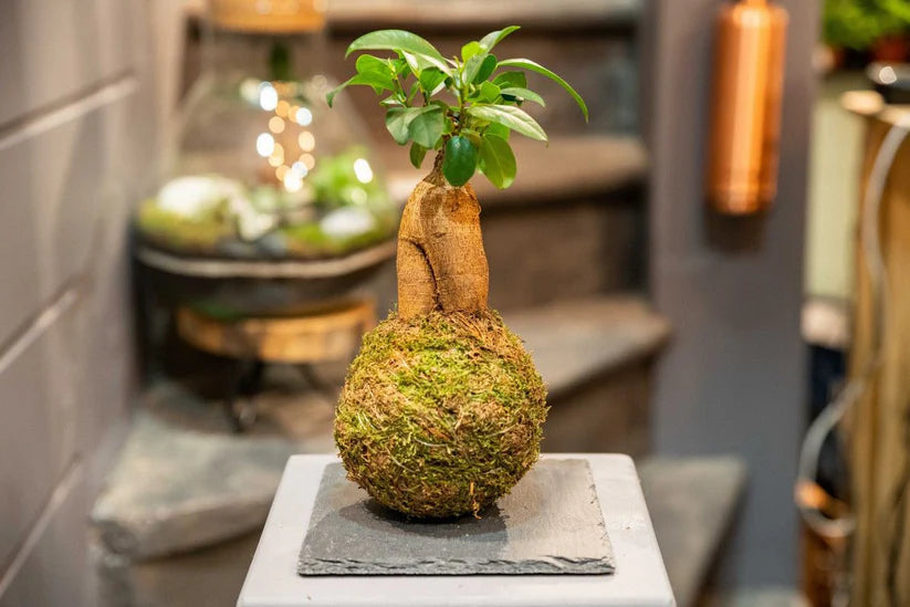 KOKEDAMA Moss Ball Making Workshop