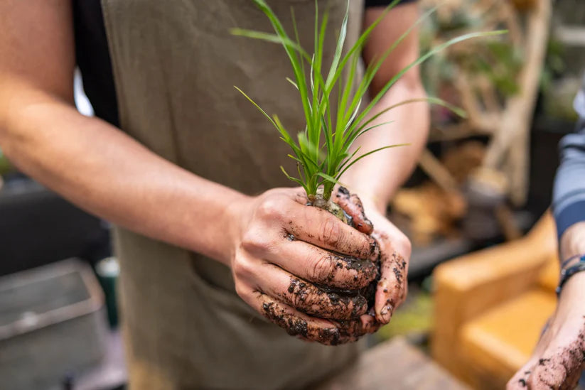 KOKEDAMA Moss Ball Making Workshop