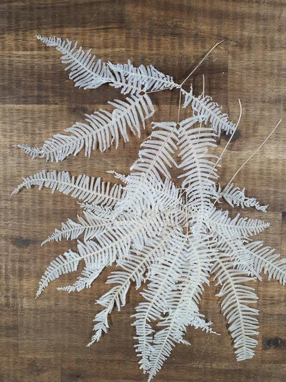 x10 stem bunch preserved moutain fern bleached, white bouquet, wall decoration, wall moss, DYI project