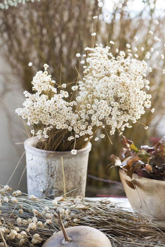 Natural Glixia Brazil, mini star, snowy flower white bunch, immortelle brezil, 3oz bunch, rustic decoration