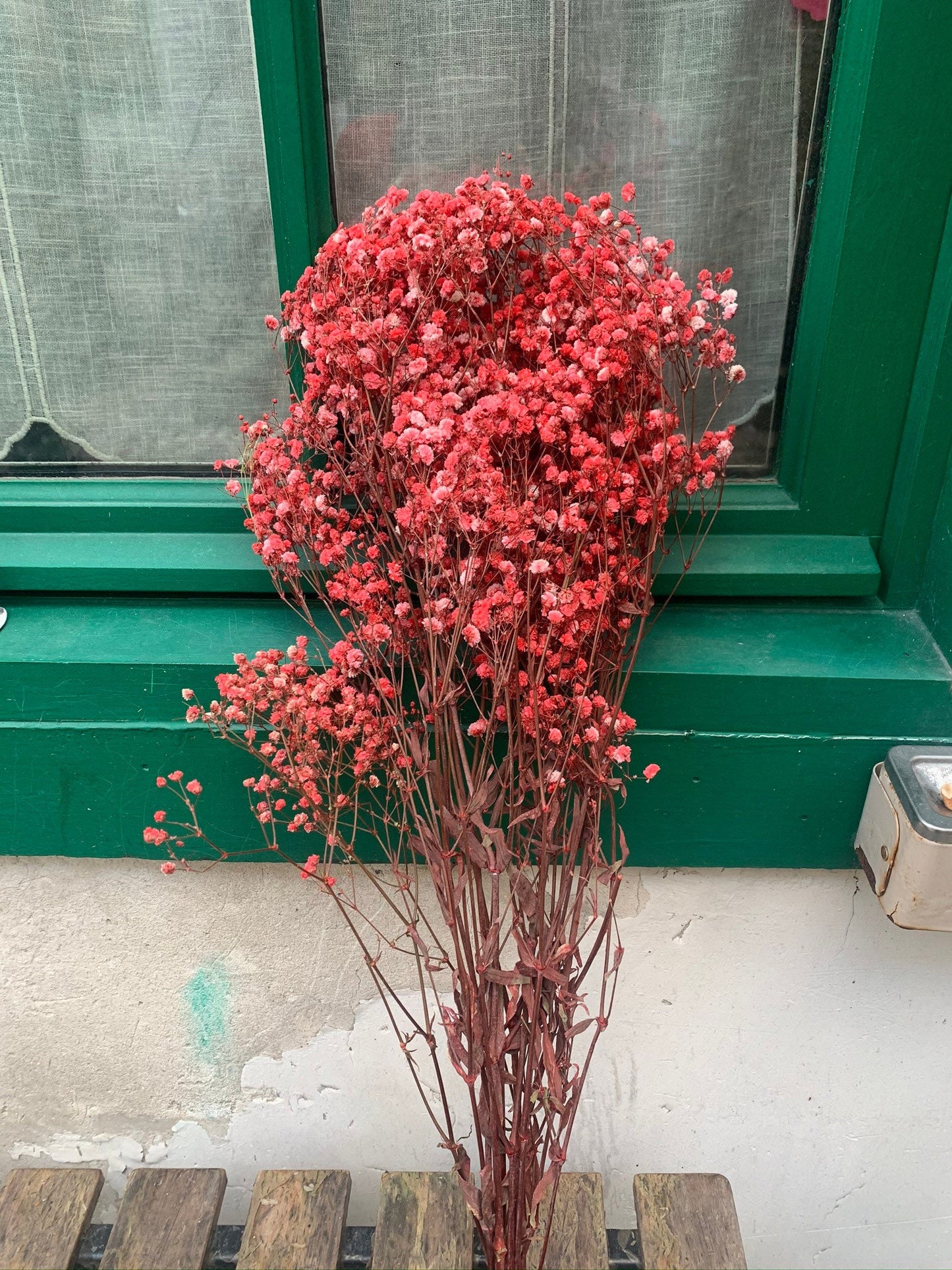 Baby breath preserved, gypsophila stabilise, red baby breath, green baby breath 100g per bunch