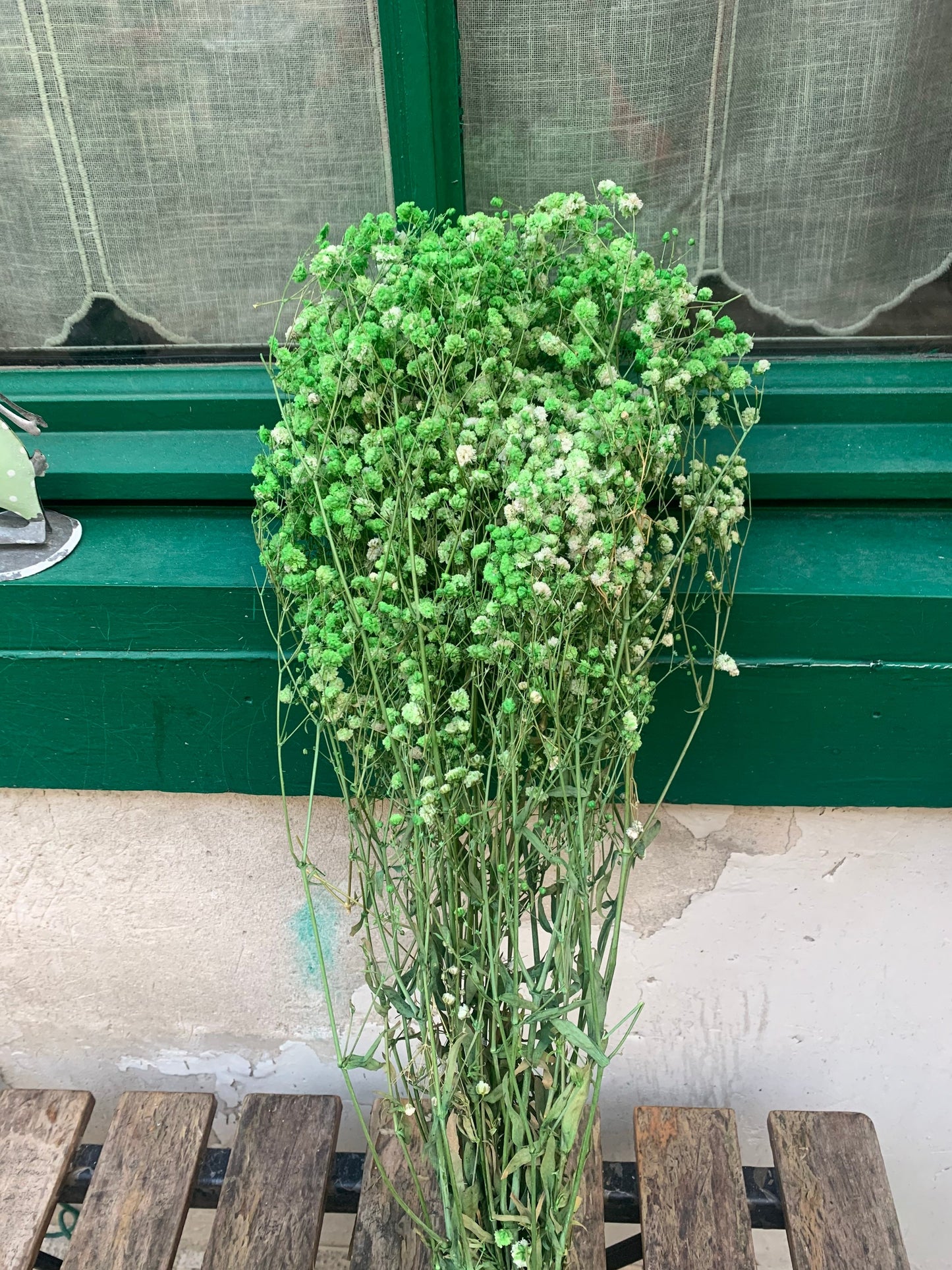 Baby breath preserved, gypsophila stabilise, red baby breath, green baby breath 100g per bunch