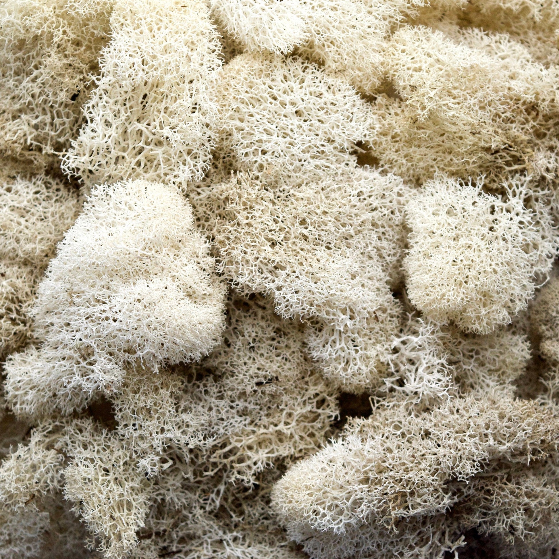 Preserved reindeer moss natural color, wall moss tool, wall decoration