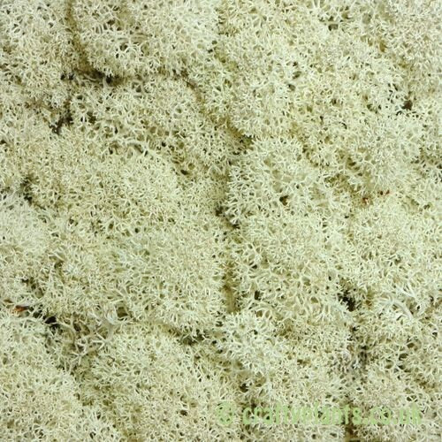 Preserved reindeer moss natural color, wall moss tool, wall decoration