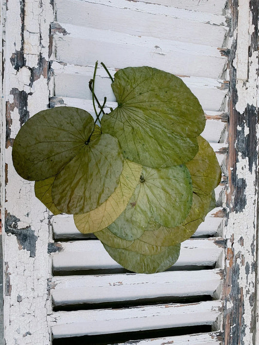 x10 stems Water lily dried/preserved leave,  feuille de Nénuphar stabilisé, preserved foliage, preserved leaf