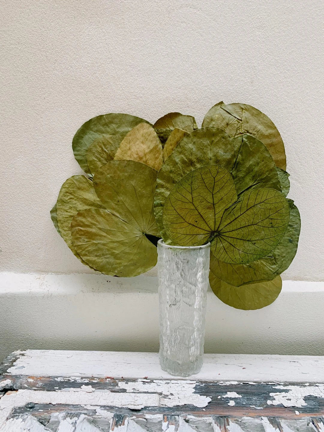 x10 stems Water lily dried/preserved leave,  feuille de Nénuphar stabilisé, preserved foliage, preserved leaf