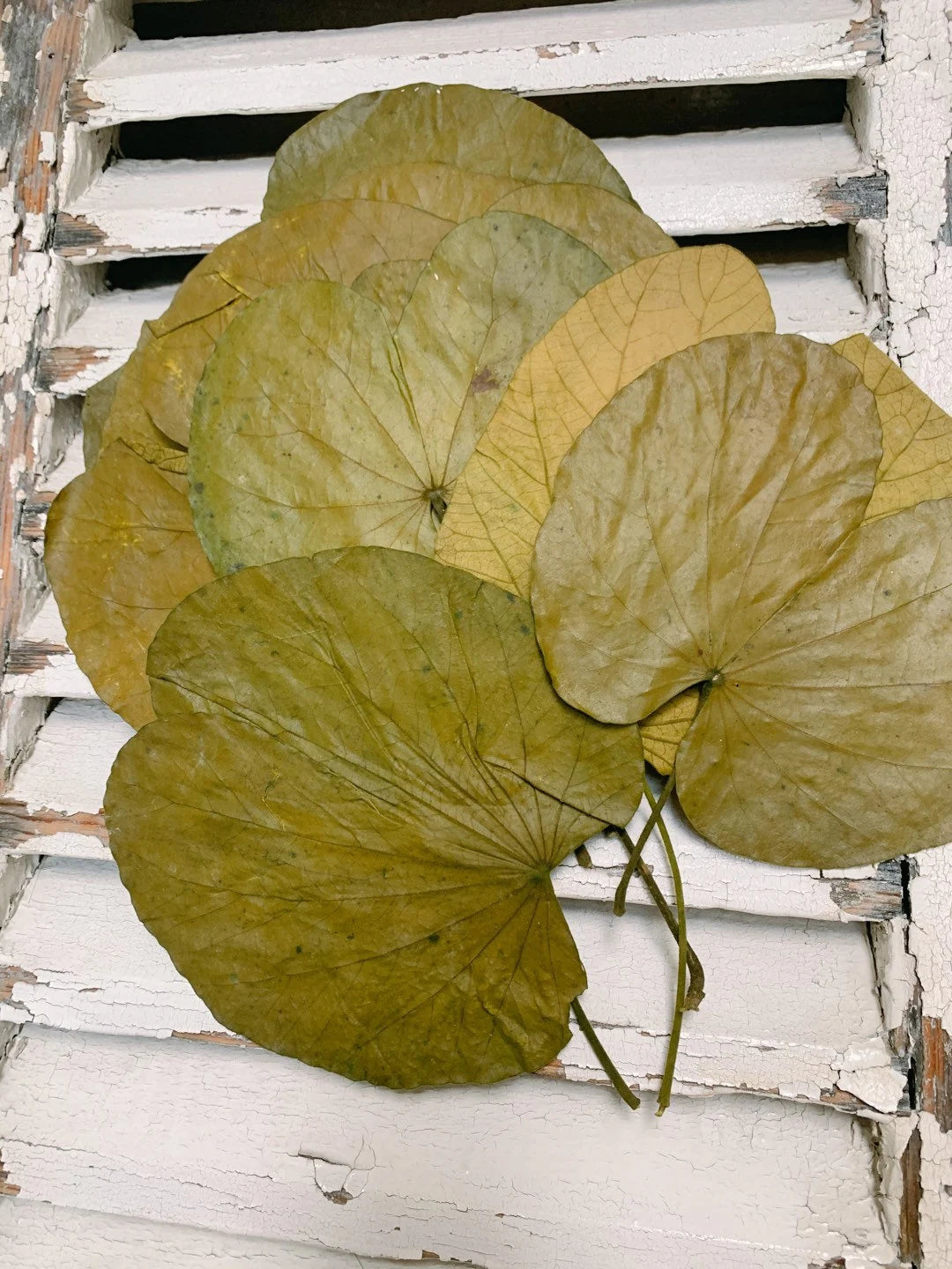 x10 stems Water lily dried/preserved leave,  feuille de Nénuphar stabilisé, preserved foliage, preserved leaf