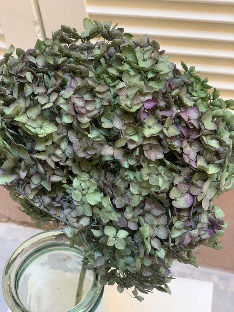 Preserved hydrangea green mix purple D22cm, wedding bunch, DIY jewellery tool