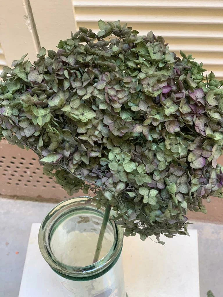 Preserved hydrangea green mix purple D22cm, wedding bunch, DIY jewellery tool