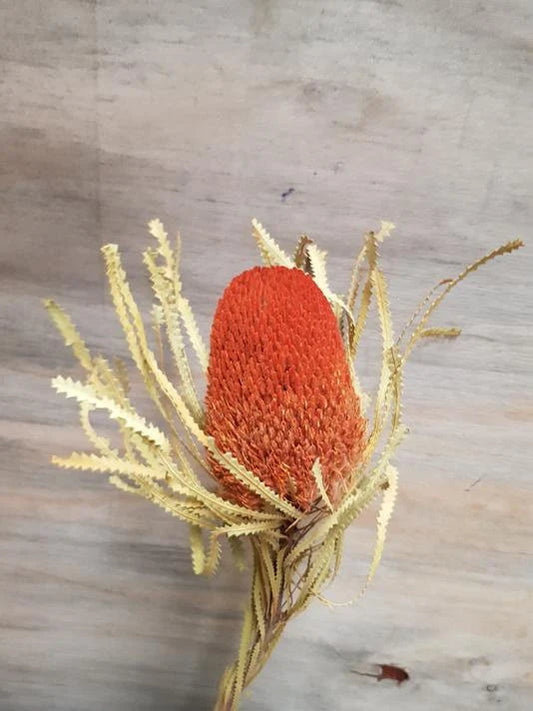 Banksia orange vif séchée, fleur exotique australienne, décoration intérieure